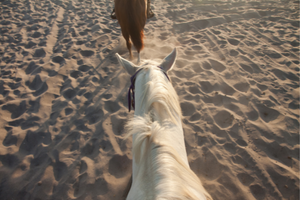 horseback riding