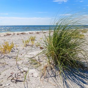 Pristine white beach from Florida Panhandle state parks. View of the ocean with grass springing from the sand.