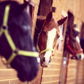 Color shot of some horses in a stable | Horseback riding in Santa Rosa Beach