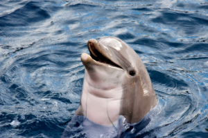 dolphin