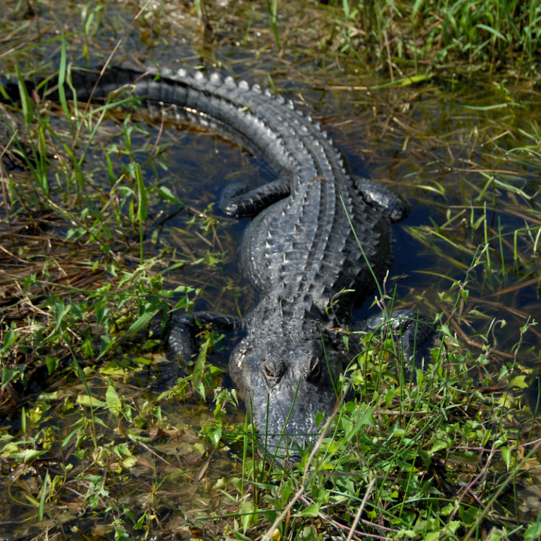 A Guide to the Florida Panhandle’s Wildlife | Adagio 30A