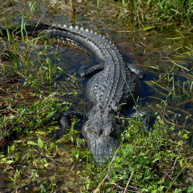 american alligator, florida panhandle's wildlife