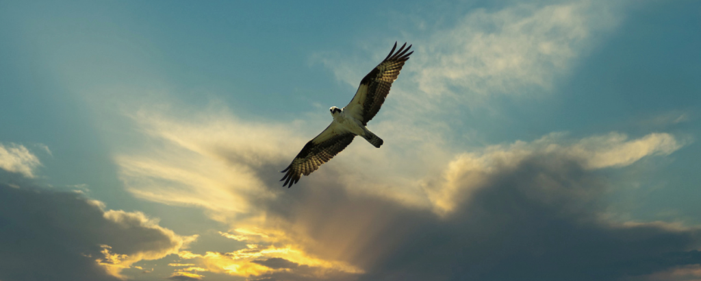 soaring osprey, birds of the florida panhandle