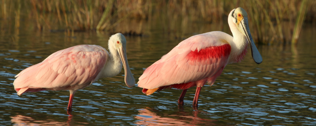 Birdwatching in Paradise: Birds of the Florida Panhandle - Adagio